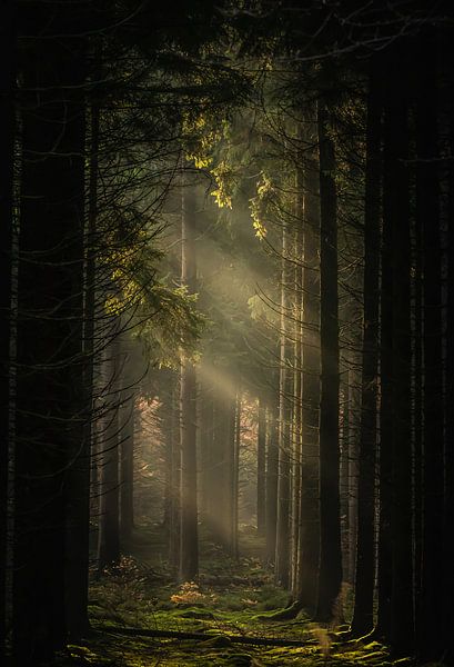 Mist in the forest. by Hans Buls Photography