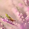 Grasshopper on view by Roosmarijn Bruijns