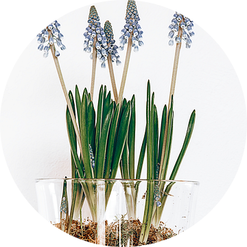 parel hyacinten van Michael Schulz-Dostal