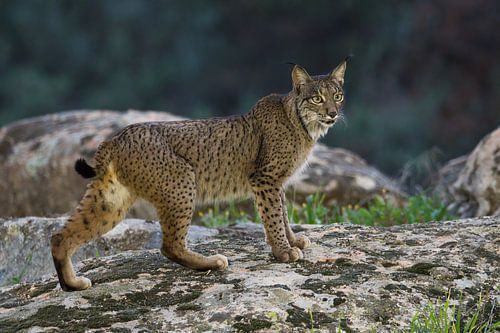 Pardellynx in Sierra de Andújar van Rick van der Weijde
