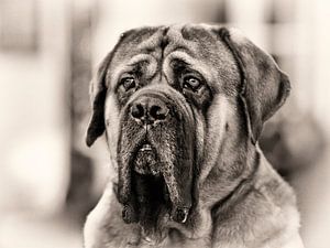 Porträt eines Hundes.