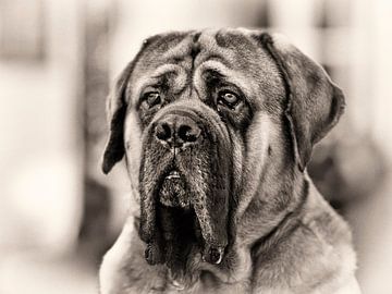 Portrait d'un chien. sur Rob Boon