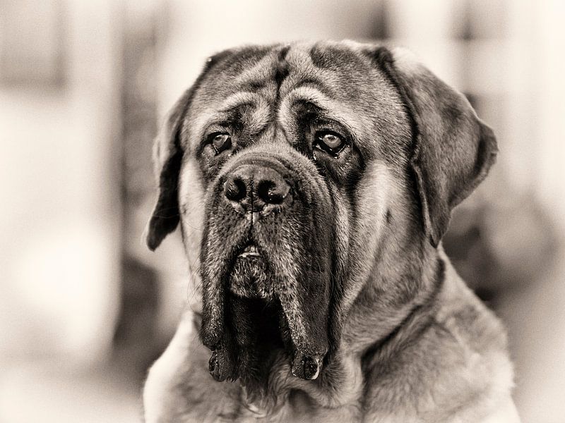 Portrait of a dog. by Rob Boon