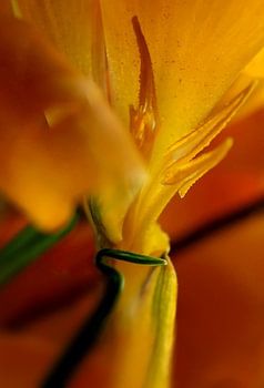 Spring crocus