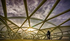 Homeward Bound by Pieter van Roijen