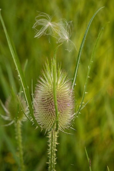 Flower large teasel by Claudia van Kuijk
