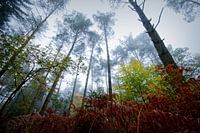 Couleurs l'Ardennes
