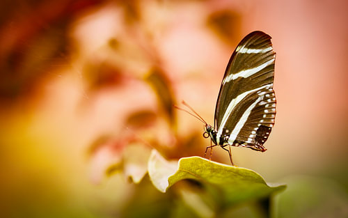 Heliconius Charithonia / Zebravlinder