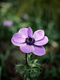 Purple anemone in soft light by Helge Wysoszynski