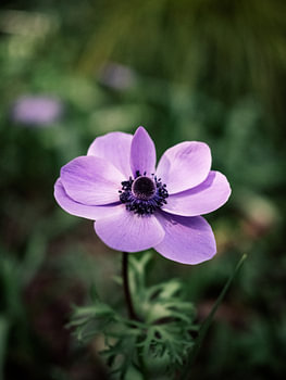 Violette Anemone im sanften Licht