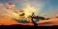 Tree at sunset