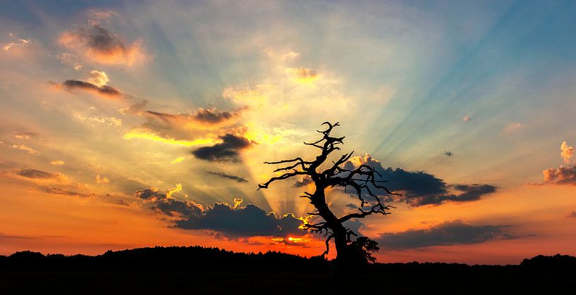 Baum bei Sonnenuntergang von Alex Dallinga