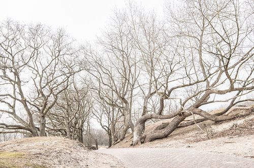 Amsterdamse Waterleidingduinen