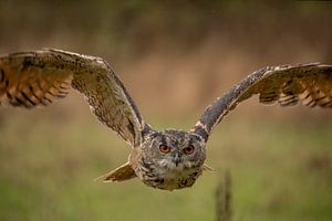 Europäischer Uhu im Flug von Tanja van Beuningen