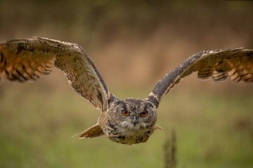 European eagle owl in flight by Tanja van Beuningen
