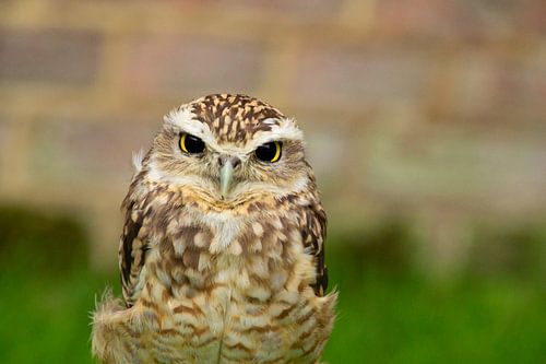 Kleine dwerguil kijkend naar de camera