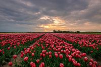 Dramatic sky over red tulip field