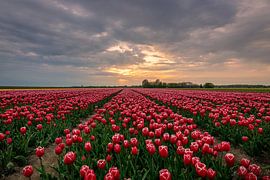 Dramatic sky over red tulip field by Shameem Abdulkarim