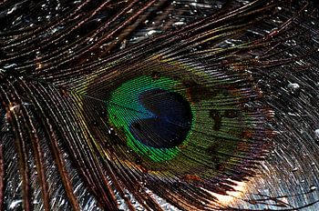 peacock feather