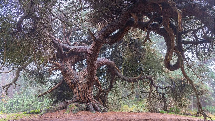 Skurriler Baum von Eddy Agterhuis