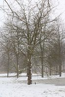 Big tree in the snow