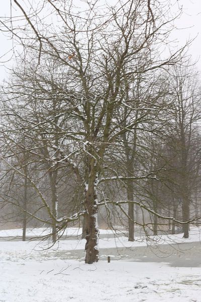 Big tree in the snow by Rosalie Broerze