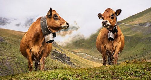 cows with cowbells in the mountains