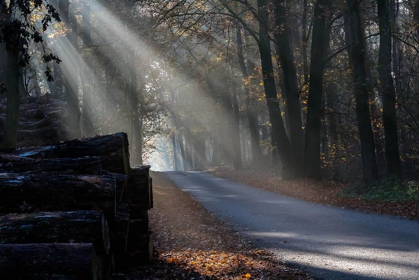 Des faisceaux de lumière à travers les arbres par Devlin Jacobs