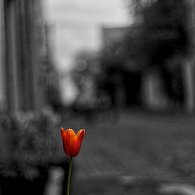 De tulp in de verdwenen straat. van Bram van Elk