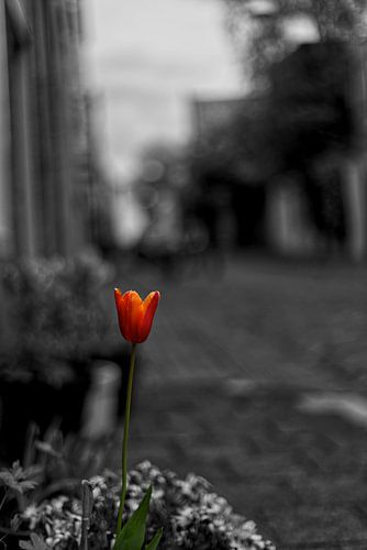 Die Tulpe in der verschwundenen Straße.
