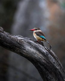 Eisvogel von Tom Zwerver