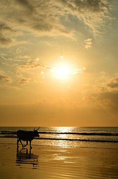 Kuh am Strand bei Sonnenuntergang in Gambia von Renzo de Jonge
