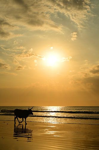 Kuh am Strand bei Sonnenuntergang in Gambia
