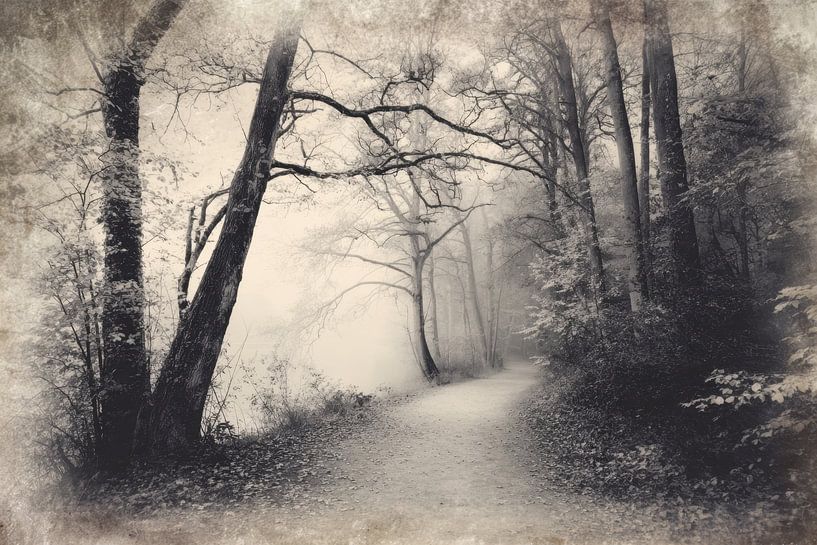 Sentier forestier brumeux - Photo mystérieuse en noir et blanc par BowiScapes Art Abstrait  et digital