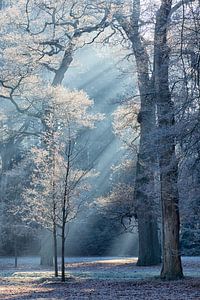 Wintermorgen im Park