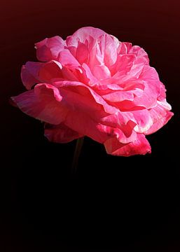 Die Rose von Leon Polko