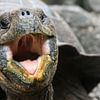 Galapagos-Riesenschildkröte von Antwan Janssen