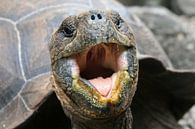 Galapagos reuzenschildpad van Antwan Janssen thumbnail