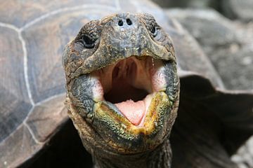 Galapagos giant tortoise by Antwan Janssen