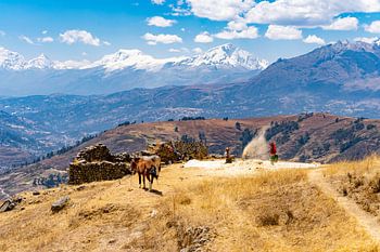 In Peru trennt sich die Spreu vom Weizen