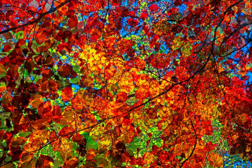 Golden October by Thomas Jäger