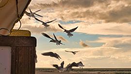 Zeemeeuwen voor een strandstoel op een strand aan de Oostzee. Kustvakantie aan zee van Martin Köbsch