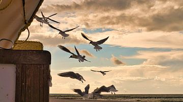 Zeemeeuwen voor een strandstoel op een strand aan de Oostzee. Kustvakantie aan zee van Martin Köbsch