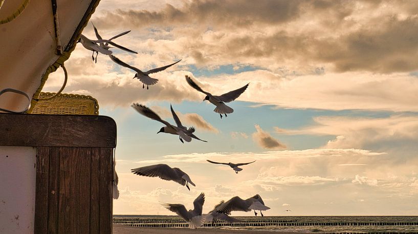 Möwen vor einem Strandkorb am Strand der Ostsee. Küsten Urlaub am Meer von Martin Köbsch