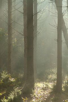 De mysterieuze bomen in het bos van Bergen op Zoom van Sabina Meerman