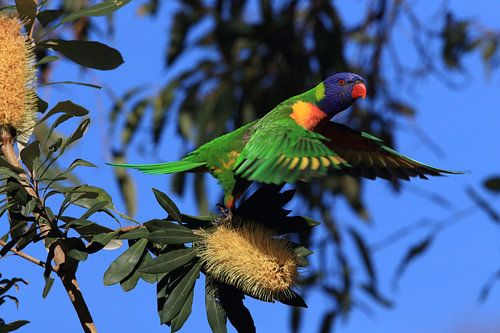 Rainbow Lorikeet, Queensland, Australie