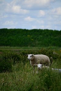 Sheep in green