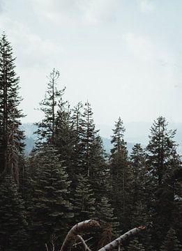Scandinavische sfeer met sparrenbos in Sequoia National Park | Reisfotografie | Californië, U.S.A. van Sanne Dost