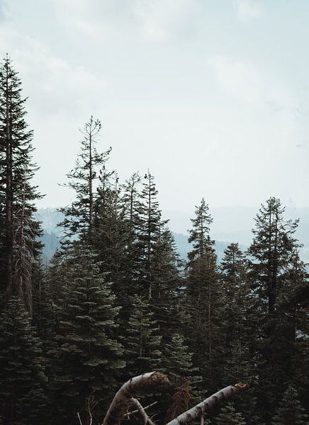 America - Scandinavian atmosphere with spruce forest | Sequoia National Park, California by Sanne Dost
