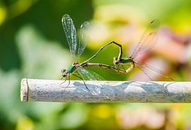 Love on a Stro by Henry van Schijndel